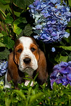 Basset Hound puppy next to garden Hydrangea flowers. USA