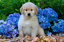 Golden Retriever puppy sitting by garden Hydrangea flowers. USA