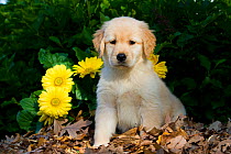 Golden Retriever puppy sitting by flowers. USA