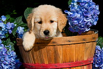 Golden Retriever puppy in basket with blue flowers USA