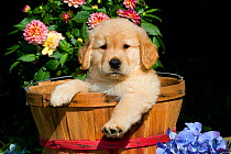 Golden Retriever puppy in basket with flowers. USA
