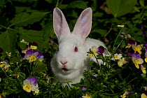 New Zealand breed rabbit in spring flowers. USA