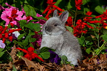 Netherland Dwarf juvenile rabbit against  flowers. USA