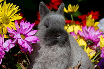 Netherland Dwarf juvenile rabbit and flowers. USA