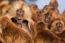 Mature male gelada (Theropithecus gelada) looks up from amongst his harem of females. Simien Mountains National Park, Ethiopia. Nov 2008.