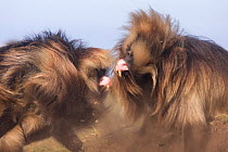 Mature male gelada (Theropithecus gelada) fighting head-on, upper lip curled back revealing teeth. Simien Mountains National Park, Ethiopia.