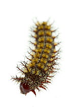 Caterpillar larva of Buck moth (Hemileuca maia)  Scotland County, North Carolina, USA, June, meetyourneighboursproject.net