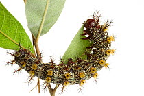 Caterpillar larva of Buck moth (Hemileuca maia) feeding on leaf, Scotland County, North Carolina, USA, June, meetyourneighboursproject.net