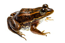 Carpenter frog (Rana / Lithobates virgatipes) Richmond County, North Carolina, USA, May, meetyourneighboursproject.net