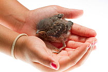 Eastern bluebird (Sialia sialis) chick held in hand, Moore County, North Carolina, USA, June, meetyourneighboursproject.net Model Released