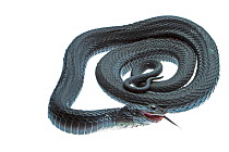 Eastern hognose snake (Heterodon platirhinos) coiled, Scotland County, North Carolina, USA, May, meetyourneighboursproject.net