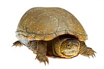 Eastern mud turtle (Kinosternon subrubrum) Richmond County, North Carolina, USA, June, meetyourneighboursproject.net