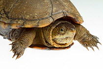 Eastern mud turtle (Kinosternon subrubrum) head detail, Richmond County, North Carolina, USA, June, meetyourneighboursproject.net