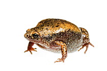 Eastern narrow-mouthed toad (Gastrophryne carolinensis) Scotland County, North Carolina, USA, June, meetyourneighboursproject.net