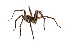 Funnel weaver spider (Tegenaria sp) Scotland County, North Carolina, USA, June, meetyourneighboursproject.net