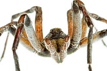 Close up of mouthparts of Funnel weaver spider (Tegenaria sp) Scotland County, North Carolina, USA, June, meetyourneighboursproject.net