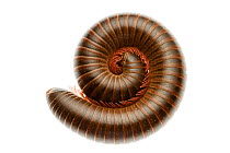 Millipede (Narceus americanus) coiled, Scotland County, North Carolina, USA, May, meetyourneighboursproject.net