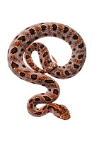 Pygmy / Pigmy rattlesnake (Sistrurus miliarus) Scotland County, North Carolina, USA, May, meetyourneighboursproject.net