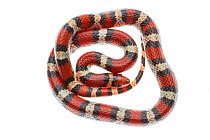 Scarlet snake (Cemophora coccinea) Scotland County, North Carolina, USA, May, meetyourneighboursproject.net