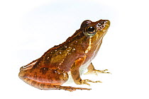 Southern cricket frog (Acris gryllus) Richmond County, North Carolina, USA, May, meetyourneighboursproject.net