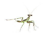 Praying mantis (Liturgusidae) tropical rainforest, Piedade, Sao Paulo, Brazil, May, meetyourneighboursproject.net