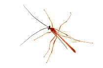Parasitic wasp (Ophion sp) tropical rainforest, Piedade, Sao Paulo, Brazil, June, meetyourneighboursproject.net