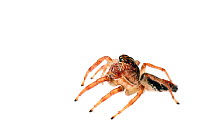 Jumping spider (Frigga sp) urban, Sorocaba, Sao Paola, Brazil, June, meetyourneighboursproject.net
