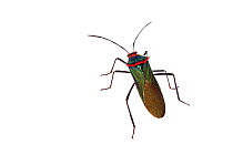 Shield bug (Sphictyrtus chryseis) urban, Sorocaba, Sao Paulo, Brazil, June, meetyourneighboursproject.net