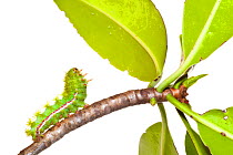 Caterpillar larva of Io moth (Automeris io) reaching up to mangrove leaves (Rhizophora mangle), Florida Bay, Everglades National Park, Florida, USA, December, meetyourneighboursproject.net