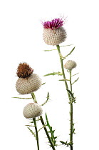 Woolly thistle (Cirsium eriophorum) in flower, Kocevje, Slovenia,  meetyourneighbours.net project