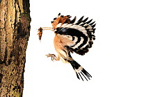 Hoopoe (Upupa epops) flying to nest hole in tree with insect prey in beak, France, June, meetyourneighboursproject.net