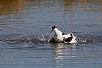 Avocet (Recurvirostra avosetta) bathing, Lancashire UK, April