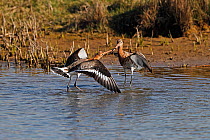 Black-tailed Godwits (Limosa limosa) fighting over feeding territory in summer plumage, Lancashire, UK, April