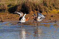 Black-tailed Godwits (Limosa limosa) fighting over feeding territory in summer plumage, Lancashire, UK, April