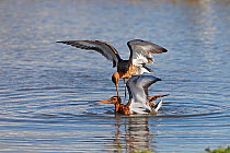 Black-tailed Godwits (Limosa limosa) fighting over feeding territory in summer plumage Lancashire, UK, April