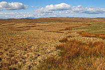 Grass moorland on Denbigh Moors with Snowdon mountain range showing in background North Wales, UK, April