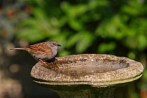 Dunnock (Prunella modularis) drinking from birdbath in garden, Cheshire, UK, April