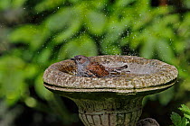 Dunnock (Prunella modularis) bathing in birdbath in garden, Cheshire, UK, April