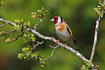 Goldfinch (Carduelis carduelis) perched on Hawthorn branch, Cheshire, UK, March