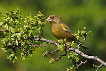 Male Greenfinch (Carduelis chloris) perched on Hawthorn branch, Cheshire, UK, April