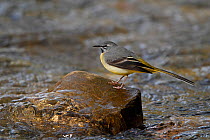 Male Grey Wagtail (Motacilla cinerea) perched on stone in river, North Wales, UK, March