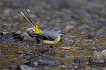 Male Grey Wagtail (Motacilla cinerea) displaying in stream, Clwyd, North Wales, UK, March