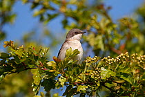 Lesser Whitethroat (Sylvia curruca) perched in Hawthorn on farmland, Cheshire, UK, May