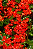 Firethorn (Pyracantha coccinea) red berried variety in garden grown to provide food for birds, Cheshire, UK, October
