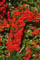 Firethorn (Pyracantha coccinea) red berried variety in garden grown to provide food for birds, Cheshire, UK, October