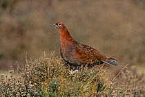 Red Grouse (Lagopus lagopus) male on moorland, North York Moors, Yorkshire, UK, March