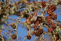 Lesser Redpoll (Carduelis cabaret) female, feeding on Larch cones, North Wales, UK, March