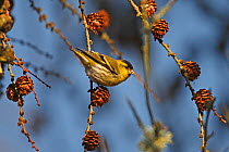 Siskin (Carduelis spinus) male feeding on Larch cone, North Wales, UK, March