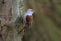 Tree Creeper (Certhia familiaris) on tree trunk in woodland, North Wales, UK, March