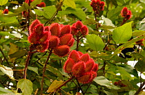 Achiote (Bixa orelliana) seed capsules, used to make the red dye annato for food colouring. Manabi Province, Ecuador, February